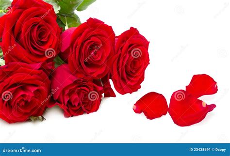 Red Roses Isolated Stock Image Image Of Holiday March 23438591