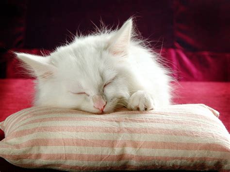 Persian Cat Pic White Kitten Sleeping On Stripy Cushion 1024x768 Free