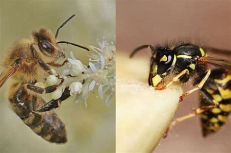 Perbedaan Tawon Dan Lebah Jangan Tertukar Lagi