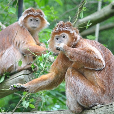 It was set up by professional gambler and zoo owner john aspinall in 1984 and runs the two zoos he set up, port lympne wild animal park and howletts wild animal park in kent, england. Aspinall Foundation - Everyone's first choice for Casinos ...
