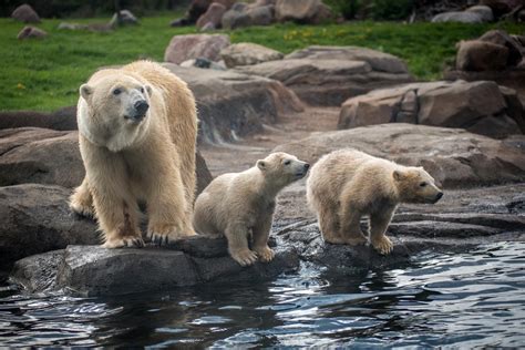 Three Polar Bear Cubs Get Names Finally 614now