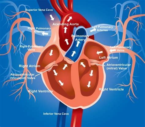 Diagram Flow Heart Blood Circulation Human Heart Diagram Blood Flow