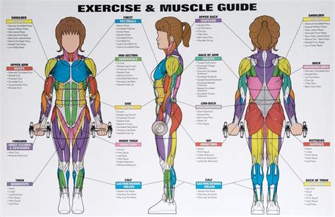 Best Exercises Targeting Each Muscle Group Workout Chart Exercise