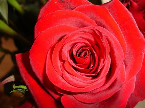 Free Red Rose Close Up Stock Photo