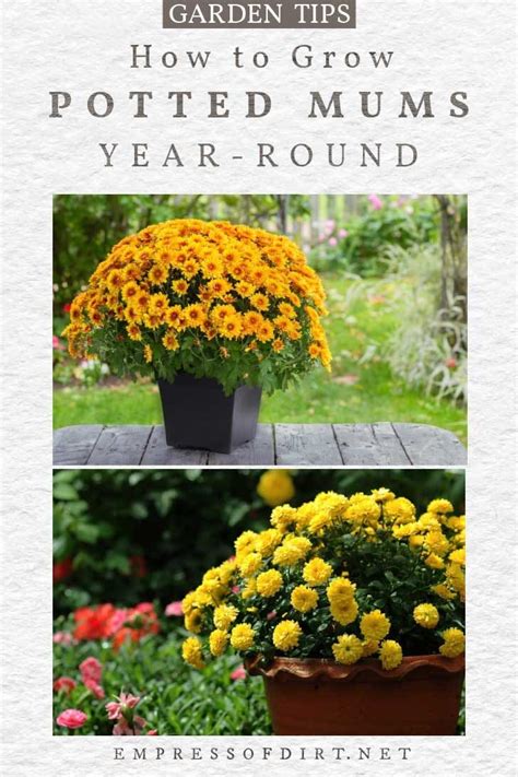 Planting Potted Mums Outdoors As Year Round Perennials