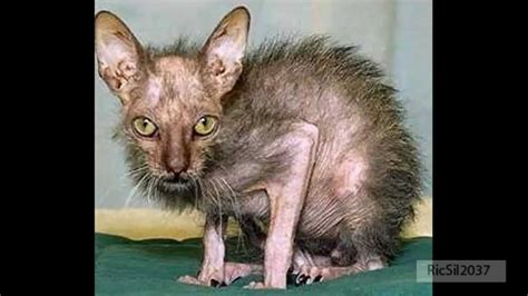 Ugly Animal Pictures Found On The Internet Youtube