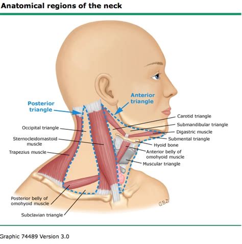 Lymph Node Back Of Neck Anatomy Figure Lymphatic System Cervical