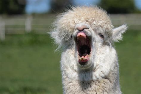 16 Funny Images Of Animals Yawning