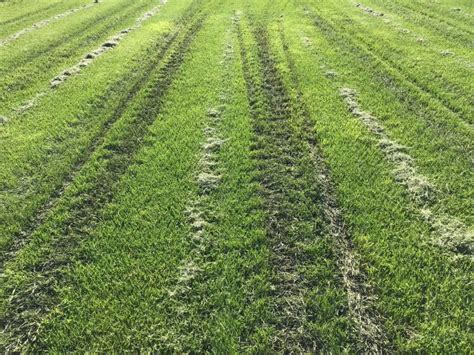 Wet Spring Conditions Create Challenging Turfgrass Conditions Msu