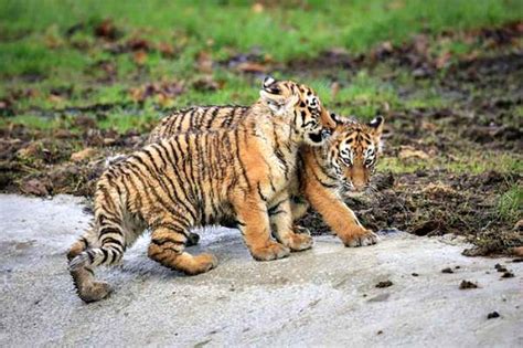 Rare Tiger Cubs Are Off And Running Zooborns