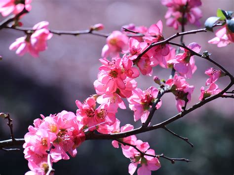 Spring flowers design border background. More Pinks Flowers Free Stock Photo - Public Domain Pictures