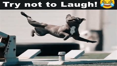 Funniest Dog Compilation Video Try Not To Laugh Challenge Must See