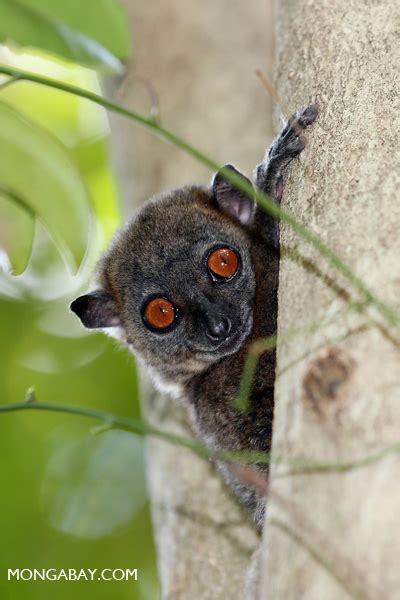Ankarana Sportive Lemur In Madagascar