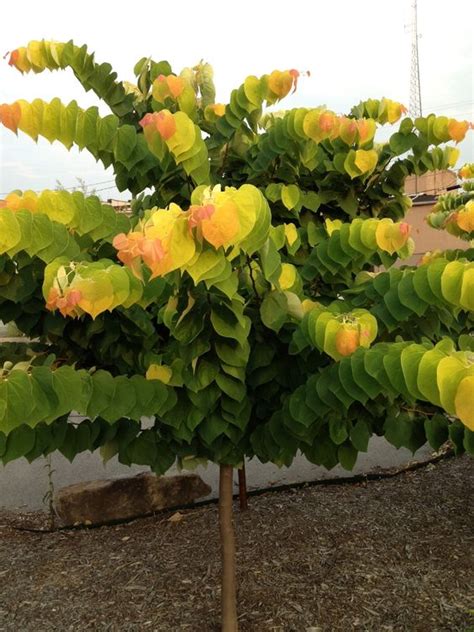 Buy this plant from 2 gardenality business profiles ». Rising sun, Bays and Window on Pinterest