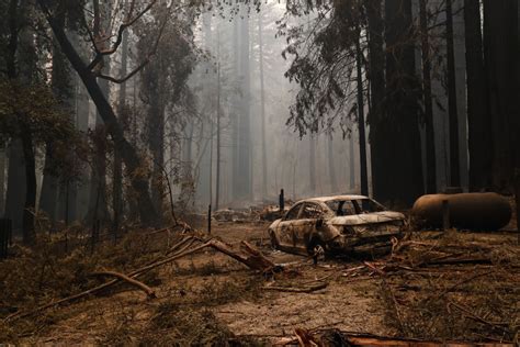 Californias Big Basin Redwoods Severely Damaged By Fires Time