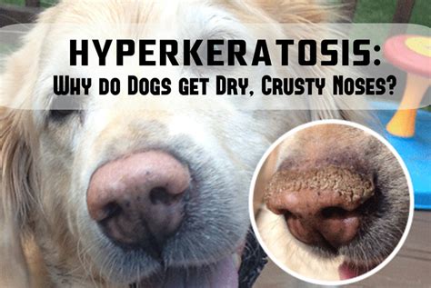 How To Naturally Treat Hyperkeratosis Why Do Dogs Get Dry