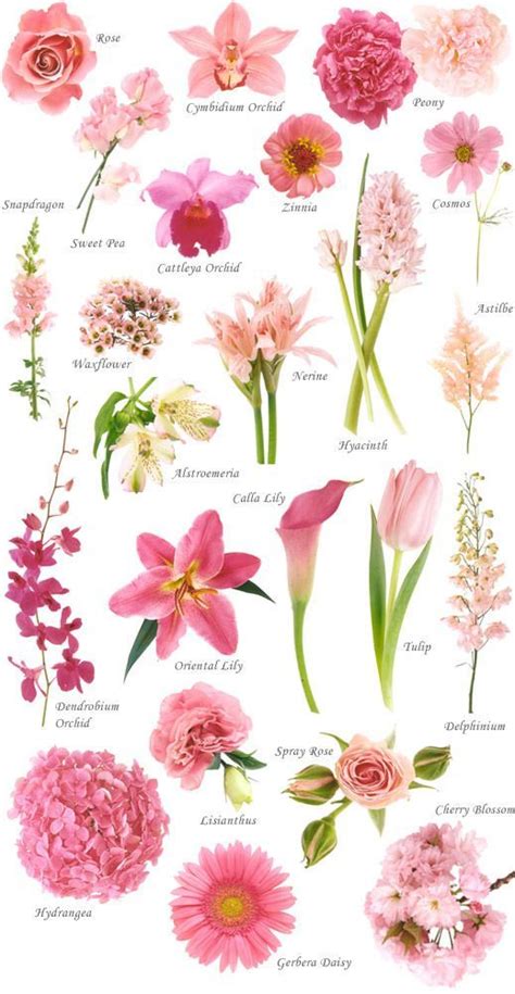 Flower Names By Color Flowers Flores Cor De Rosa Flores Para