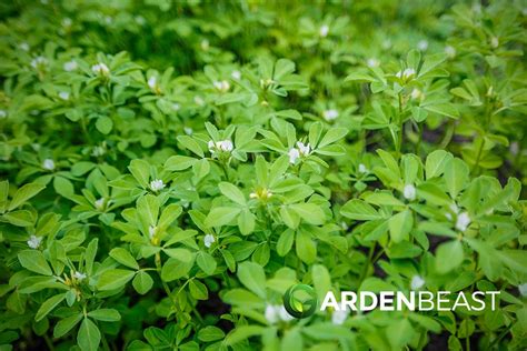 How To Plant And Grow Fenugreek Complete Guide