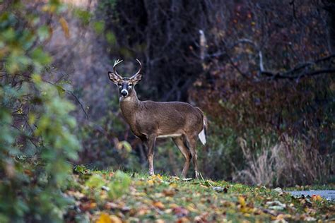Deer Archery Season Opens Statewide Sept 8