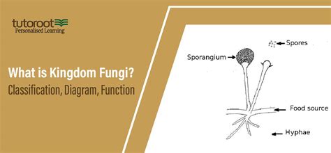 What Is Kingdom Fungi Classification Diagram Function