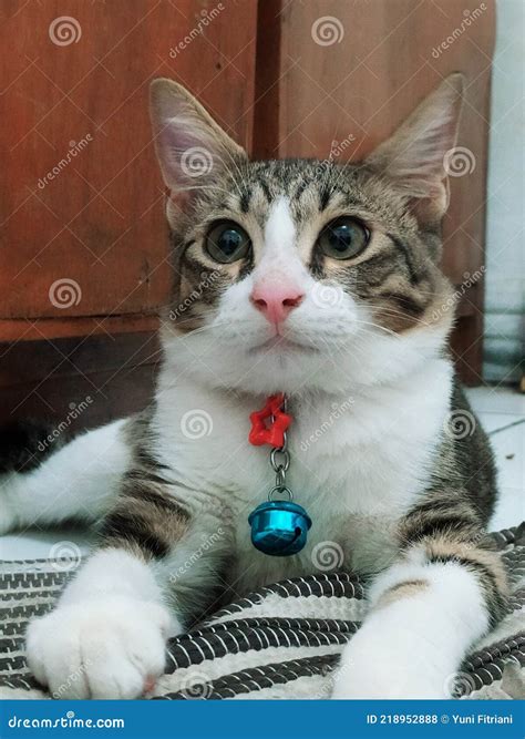 My Cute Cat Stock Photo Image Of Lovely Animals Cute 218952888
