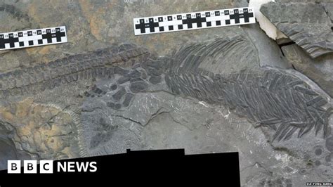 Fossil Gives Clues To Extinction 250 Million Years Ago Bbc News