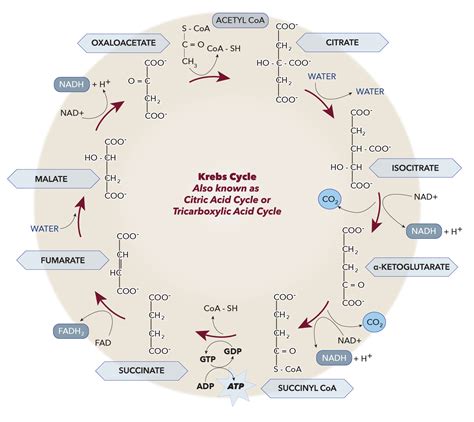 Physiology Krebs Cycle Article