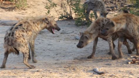 Hyenas Fight For Food Youtube