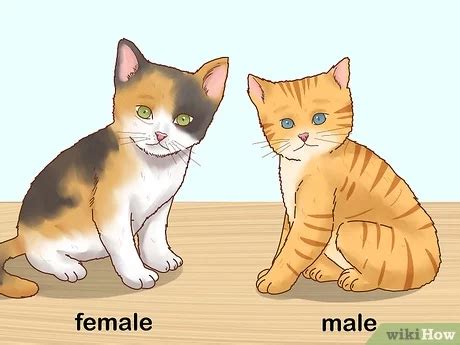 How To Determine Sex Of Kitten How To Determine Sex Of Kitten