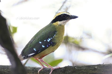 Angolapitta In Mvuu Camp Malawi Bird Lens