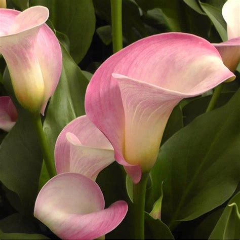 Calla Lily Bulbs Pink Melody Easy To Grow Bulbs Calla Lily Plants
