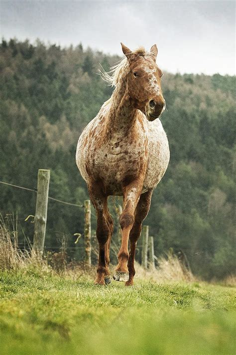 Bactrian camel lying down photo. Beautiful Appaloosa running | Animals, Horses, Appaloosa