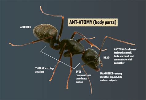 Ant Body Parts