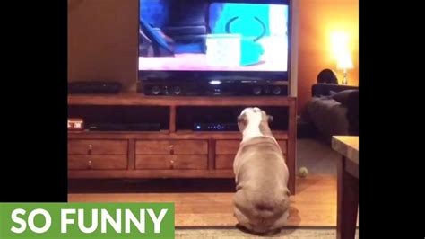 English Bulldog Watches Lady And The Tramp