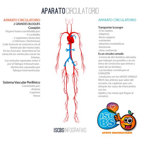 Sistema Circulatorio Infografia Anatomia Del Sistema Circulatorio Images