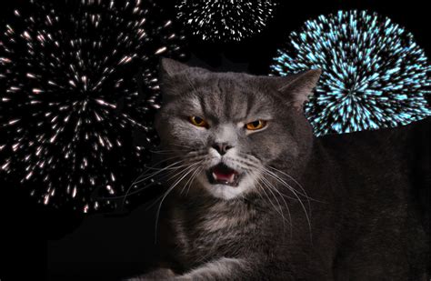 Cat Fireworks Catgazette