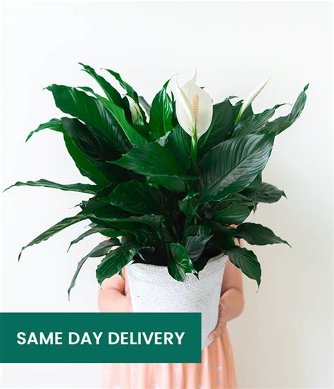 Classic Peace Lily Plant Sendplants