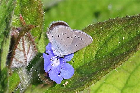 Small Blue Rodwell Trail Weymouth Dorset Butterflies