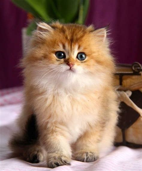 British Longhair Kitten Cute Cats And Kittens Kittens Cutest Cute