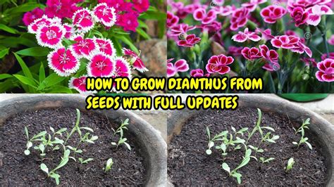How To Grow Dianthus From Seeds With Full Updates Youtube