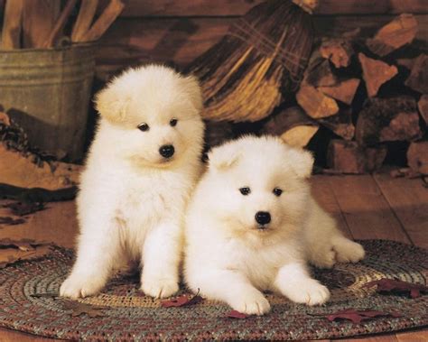 Akita Dog Breed Pictures And Puppy Images
