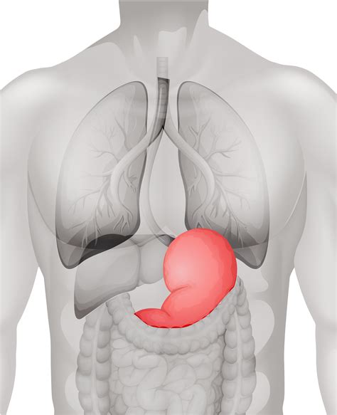 diagram of the stomach organs