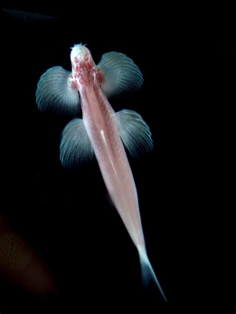This Thai Fish Walks Like A Mammal That May Reveal Secrets About Evolution