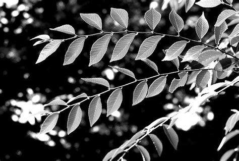 Siberian Elm Branches Marilylle Soveran Flickr