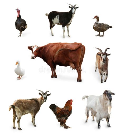Diferentes Animales De Granja Sobre Fondo Blanco Collage Foto De
