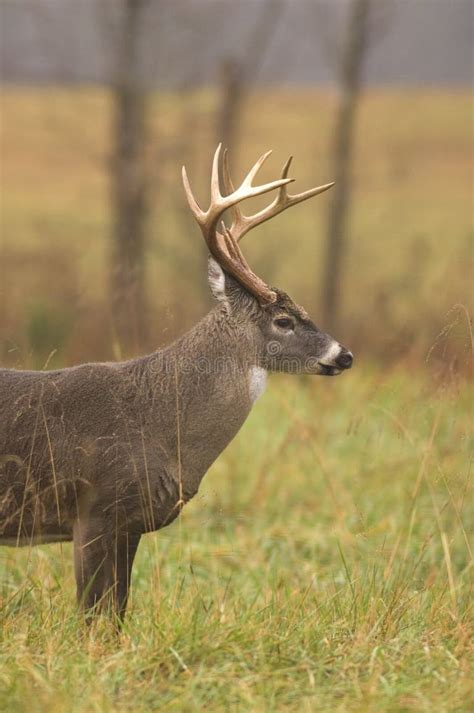 237 Whitetail Buck Deer Profile Stock Photos Free And Royalty Free