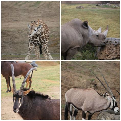 Do you know which of the animals in south africa belong to the several animal species are endangered such as the african wild dogs, the oribi or the rhino which is hunted for its horn. African Animals - Bucket List Publications