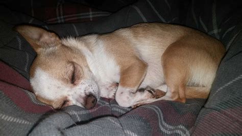 Sleeping Chihuahuas