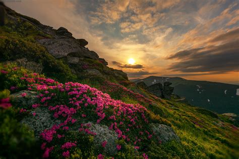 Mountainside Flowers At Sunset Image Id 328212 Image Abyss