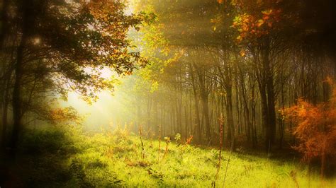 Wallpaper Rays Of Light Autumn Nature Forests Grass Trees